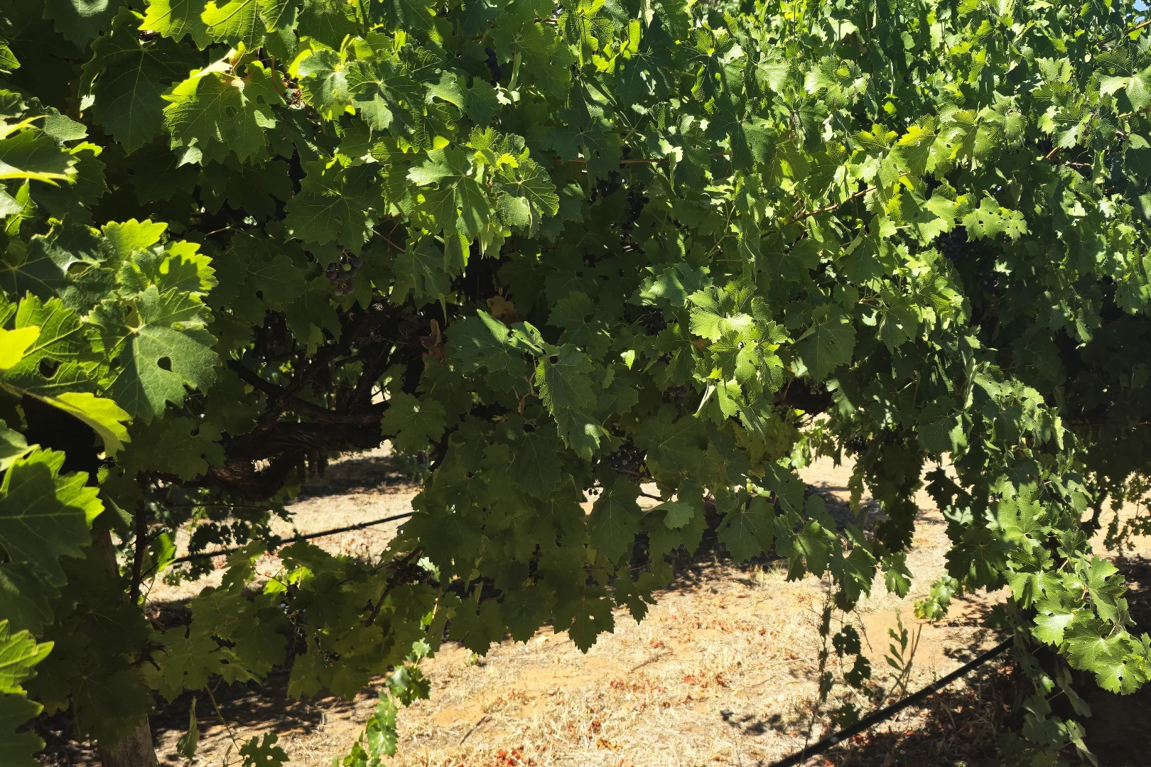 Additional image 4 of Lot 2 Arumpo Street, Renmark SA 5341