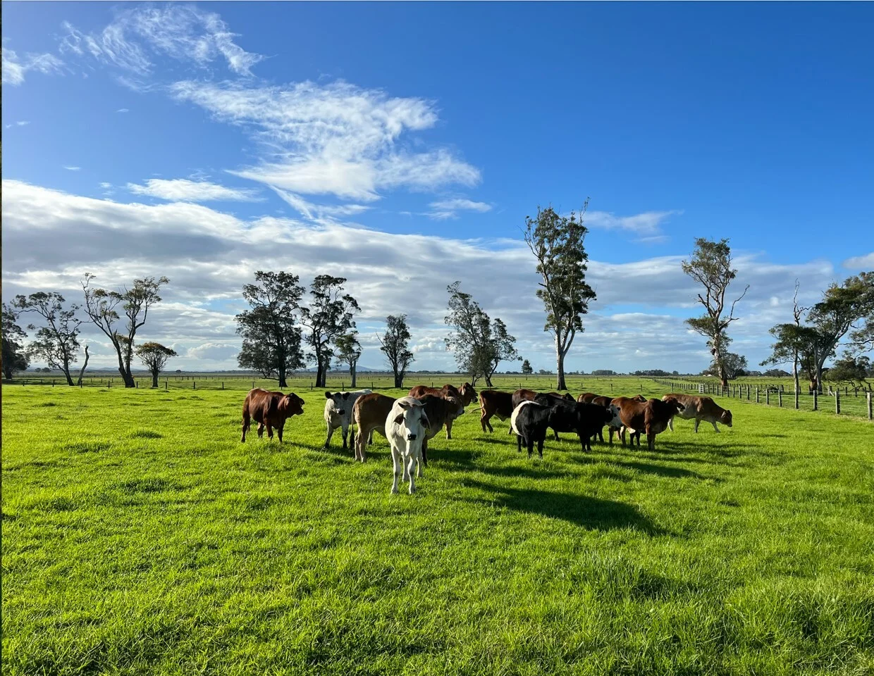 Additional image 6 of 81 Upper Belmore River Rd, Belmore River NSW 2440