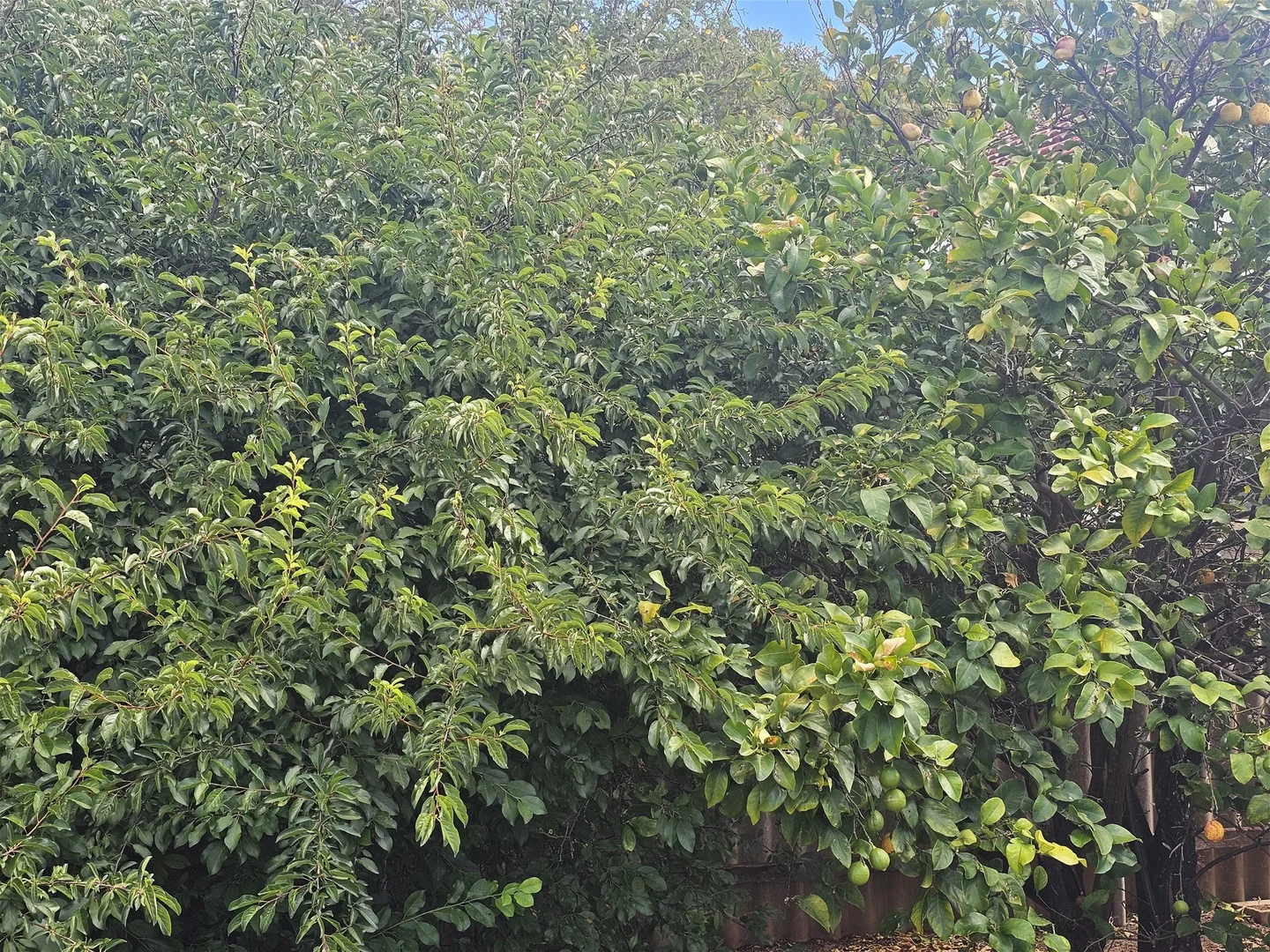 Additional image 19 of 7 Rankin Street, Kondinin WA 6367