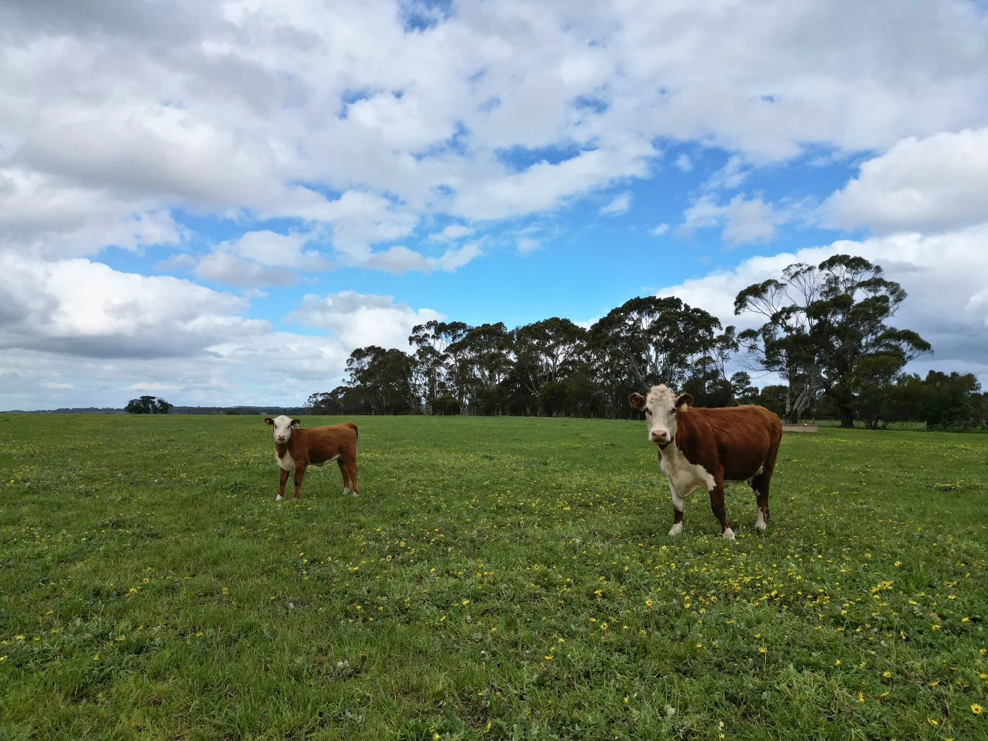 Additional image 6 of 1075 Larpent Road, Larpent VIC 3249