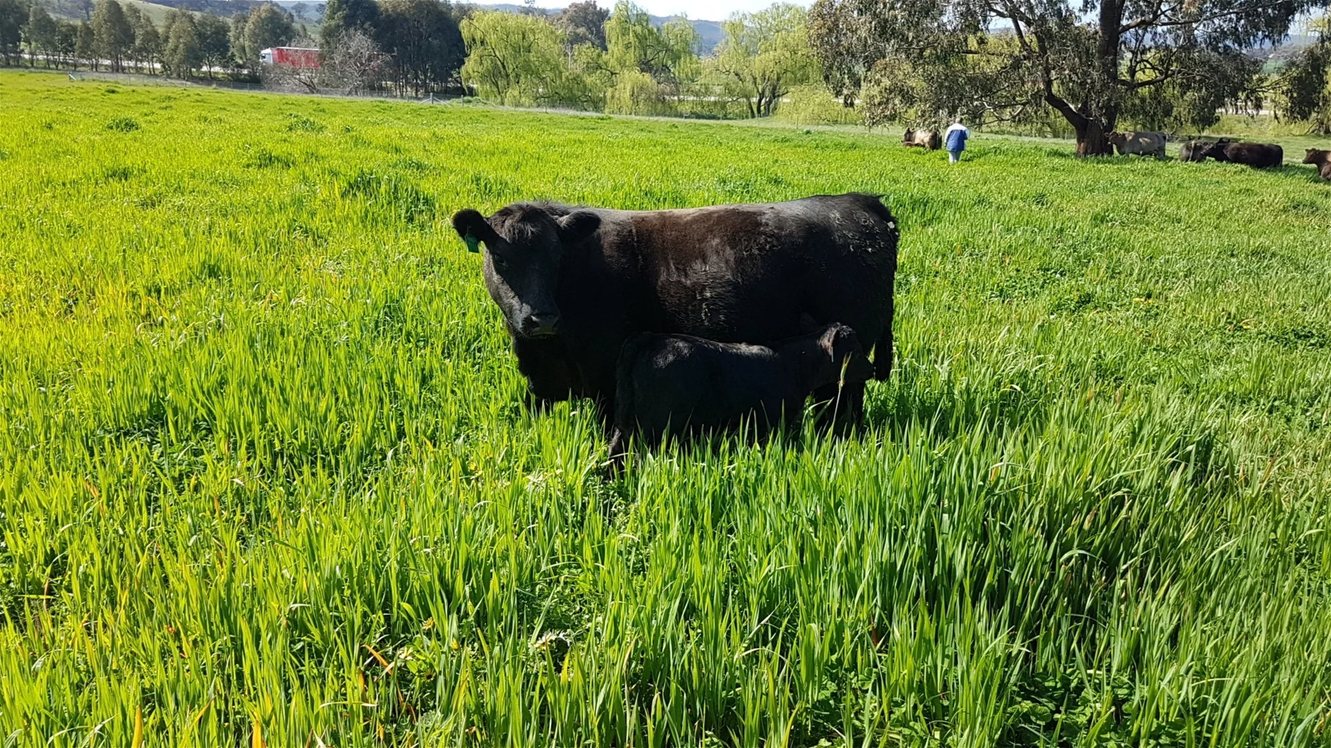 Additional image 7 of 3924 Hume Highway, Tarcutta NSW 2652