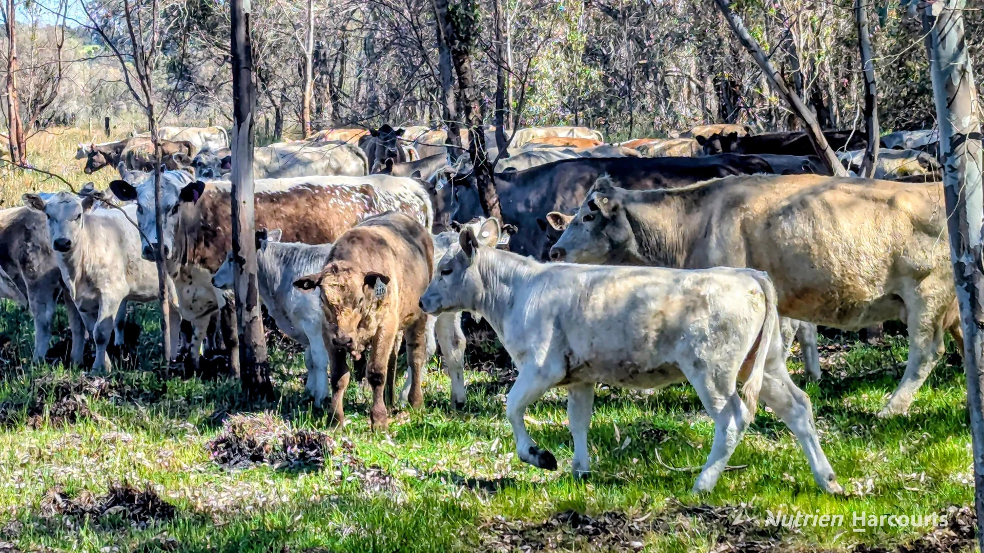 Additional image 5 of Lot 51 Millbank Road, Cowalla WA 6503