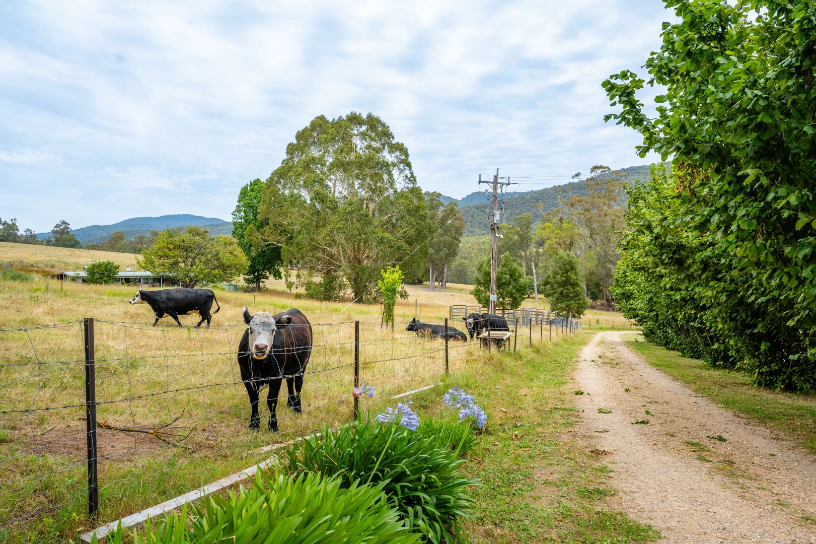 Additional image 45 of 585 Kancoona South Rd, Kancoona VIC 3691