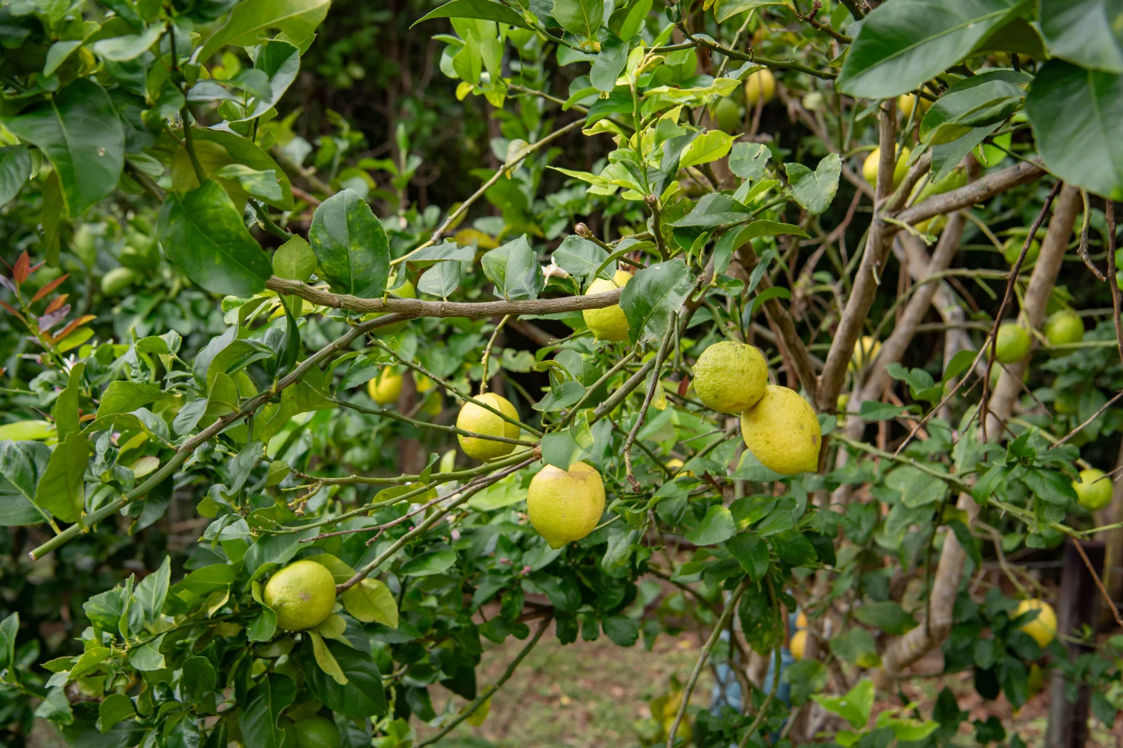 Additional image 35 of 77 Staniland Drive, Strathdickie QLD 4800