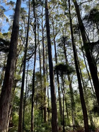 Additional image 2 of - Pages Road, Calder TAS 7325