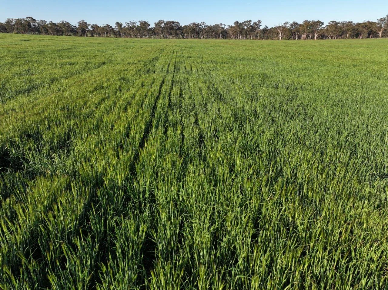 Additional image 16 of Part Westbury Goldfields Way, Barmedman NSW 2668