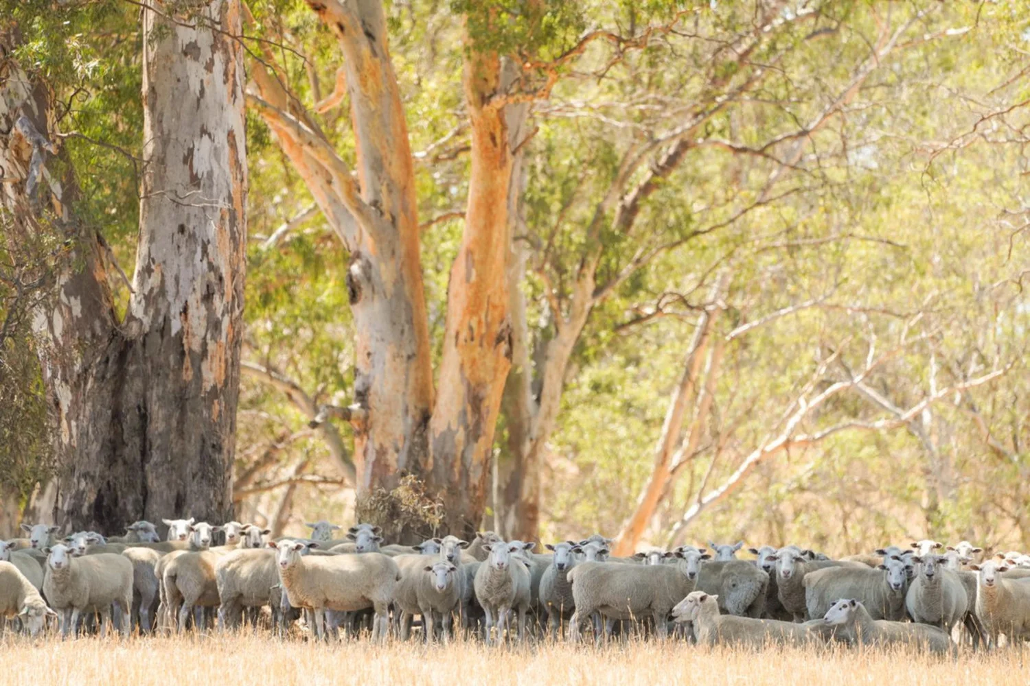 Additional image 29 of 3593 Nareen Road, Culla VIC 3315