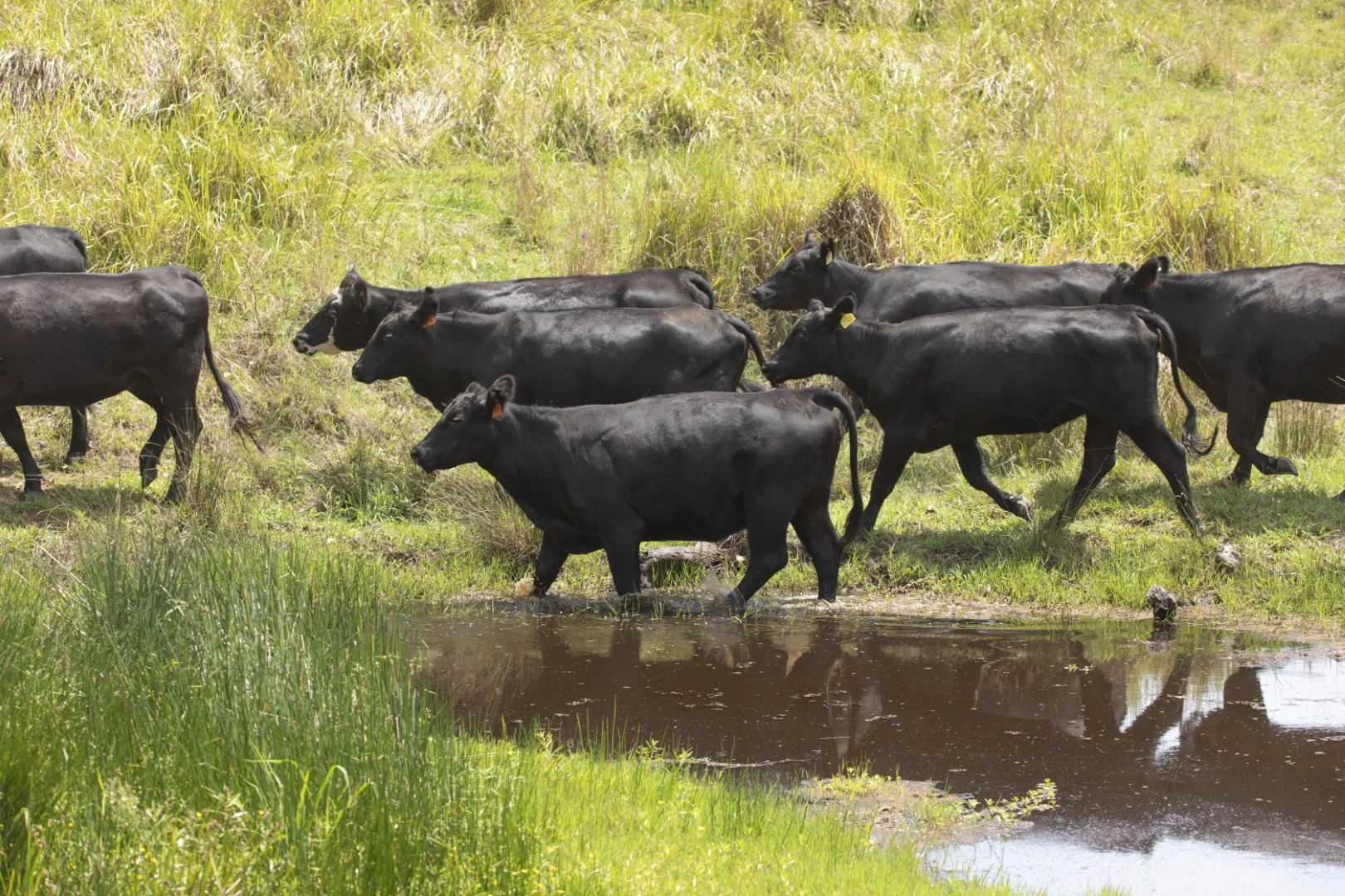 Additional image 9 of 659 Bakers Creek Road, Gloucester NSW 2422