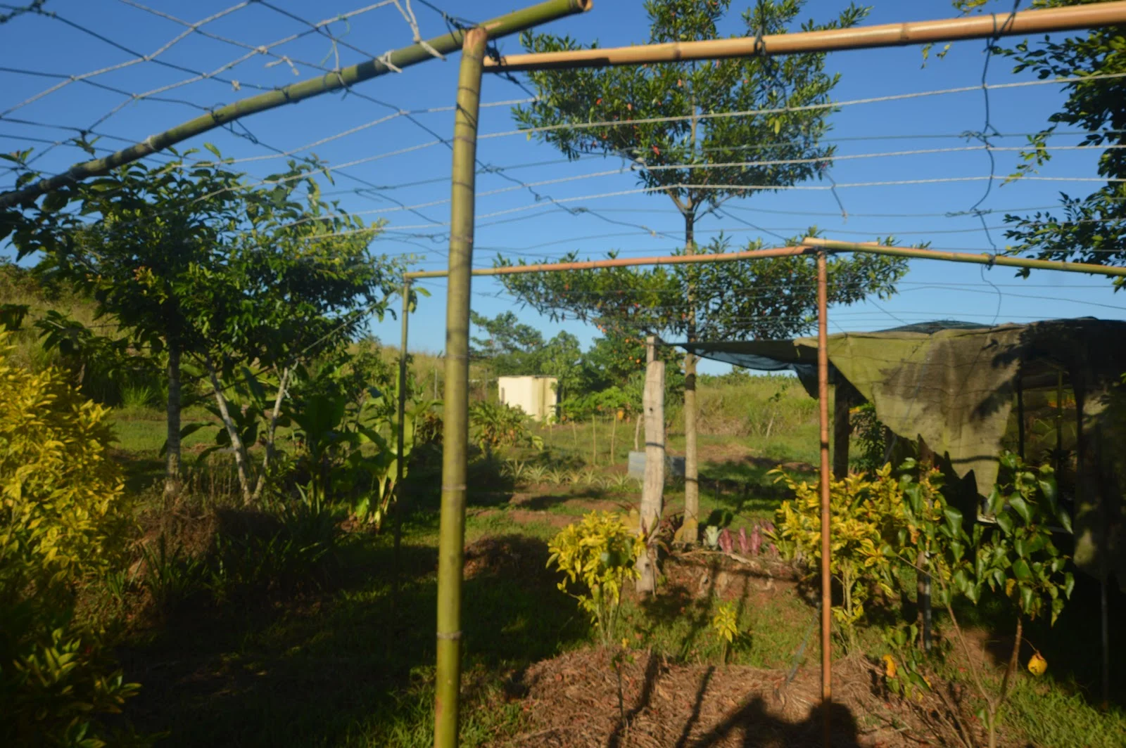 Additional image 11 of 1212 Innisfail Japoon Road, Camp Creek QLD 4871