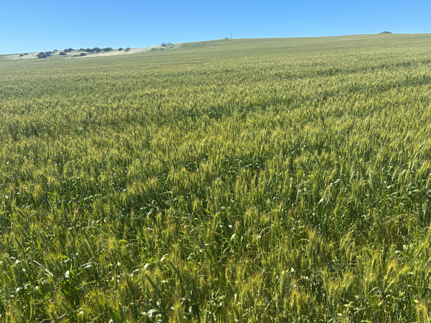 Additional image 8 of Lot 1914 Minnenooka Road, Minnenooka WA 6532