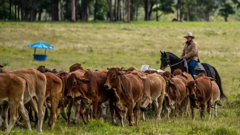 Additional image 25 of 224 Wallaroo Range Road, Willsons Downfall NSW 2372