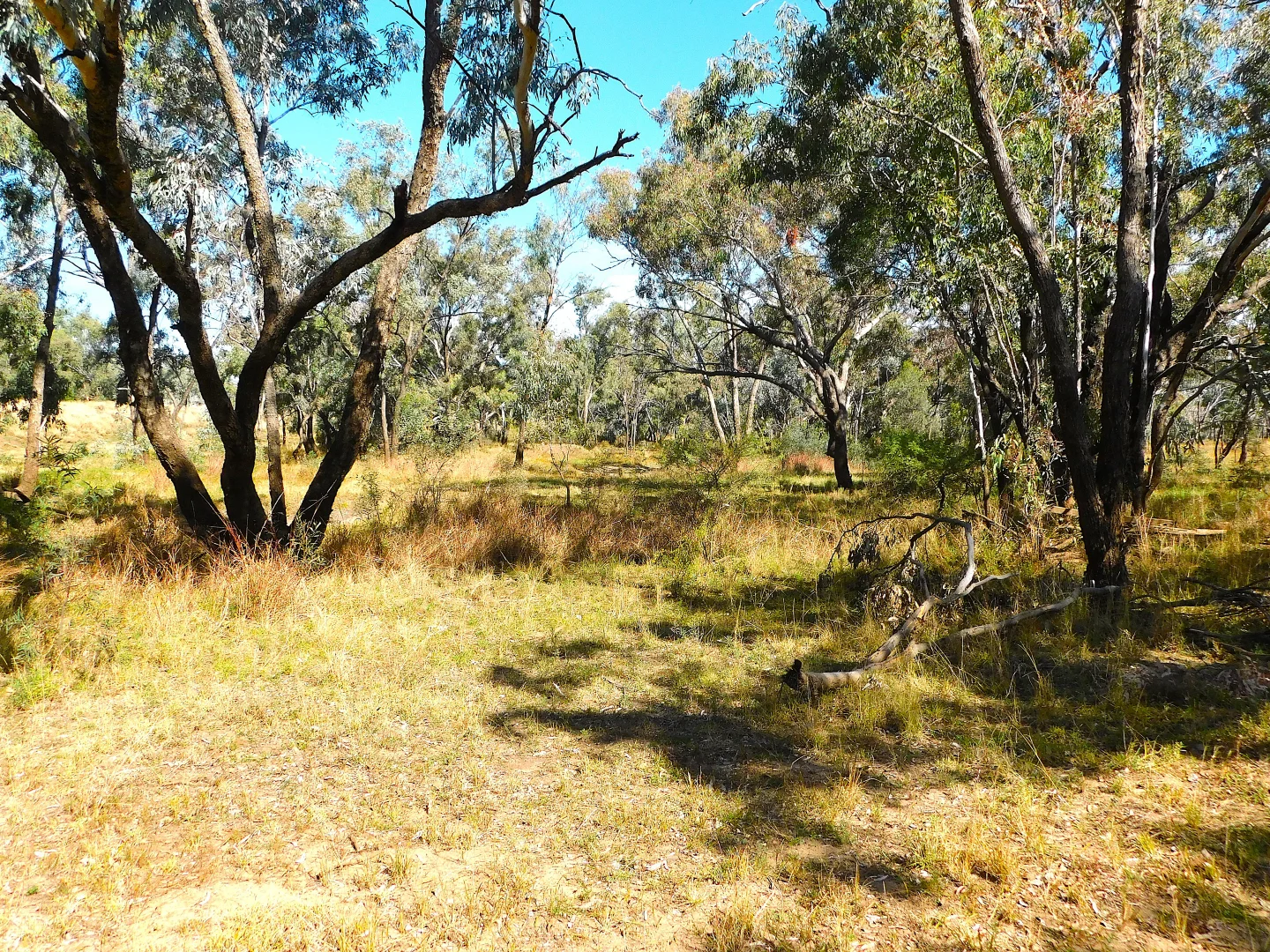 Additional image 16 of 0 Old Cunnamulla Road, Charleville QLD 4470
