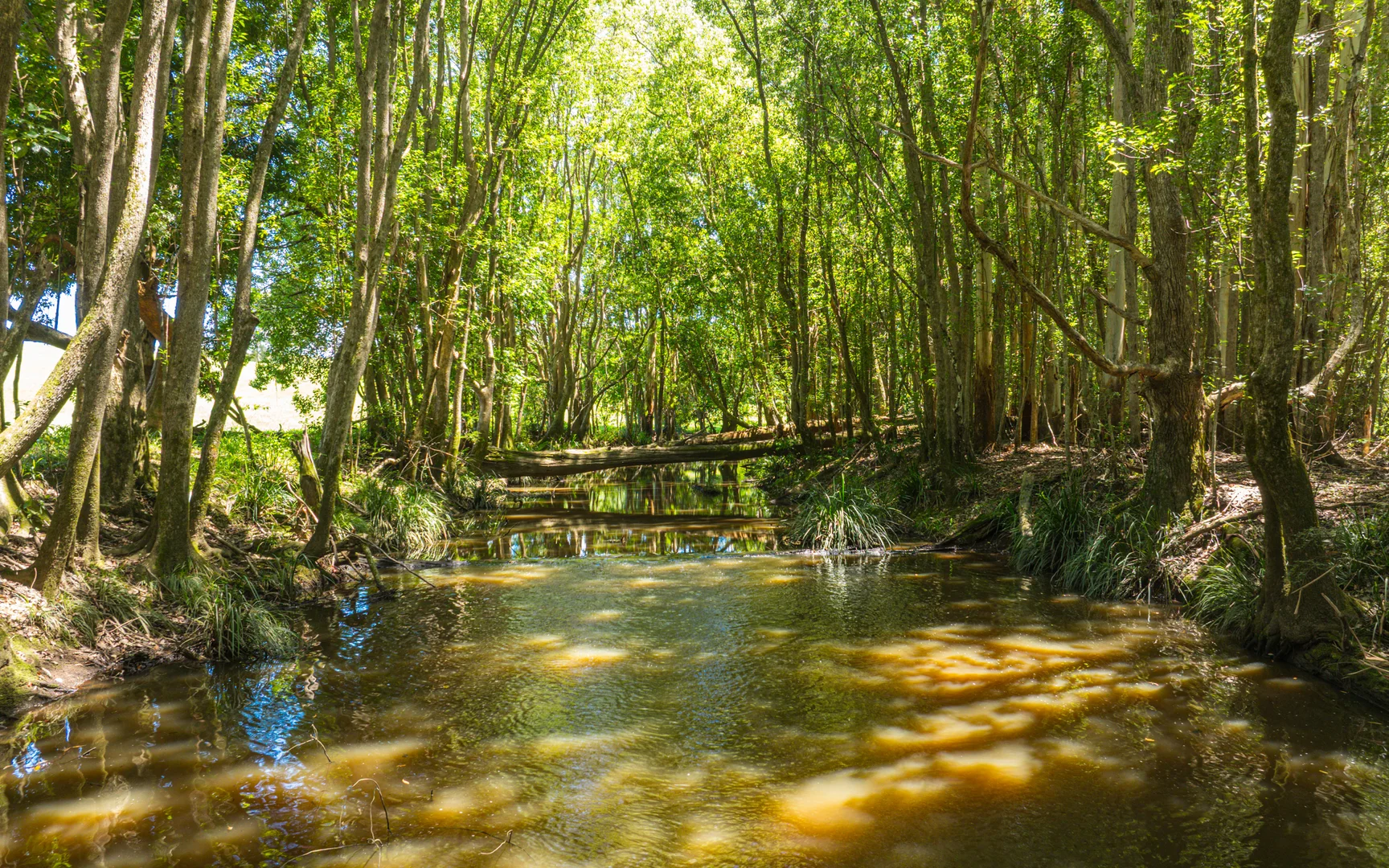Additional image 11 of 62 Whistler Place, Bellingen NSW 2454