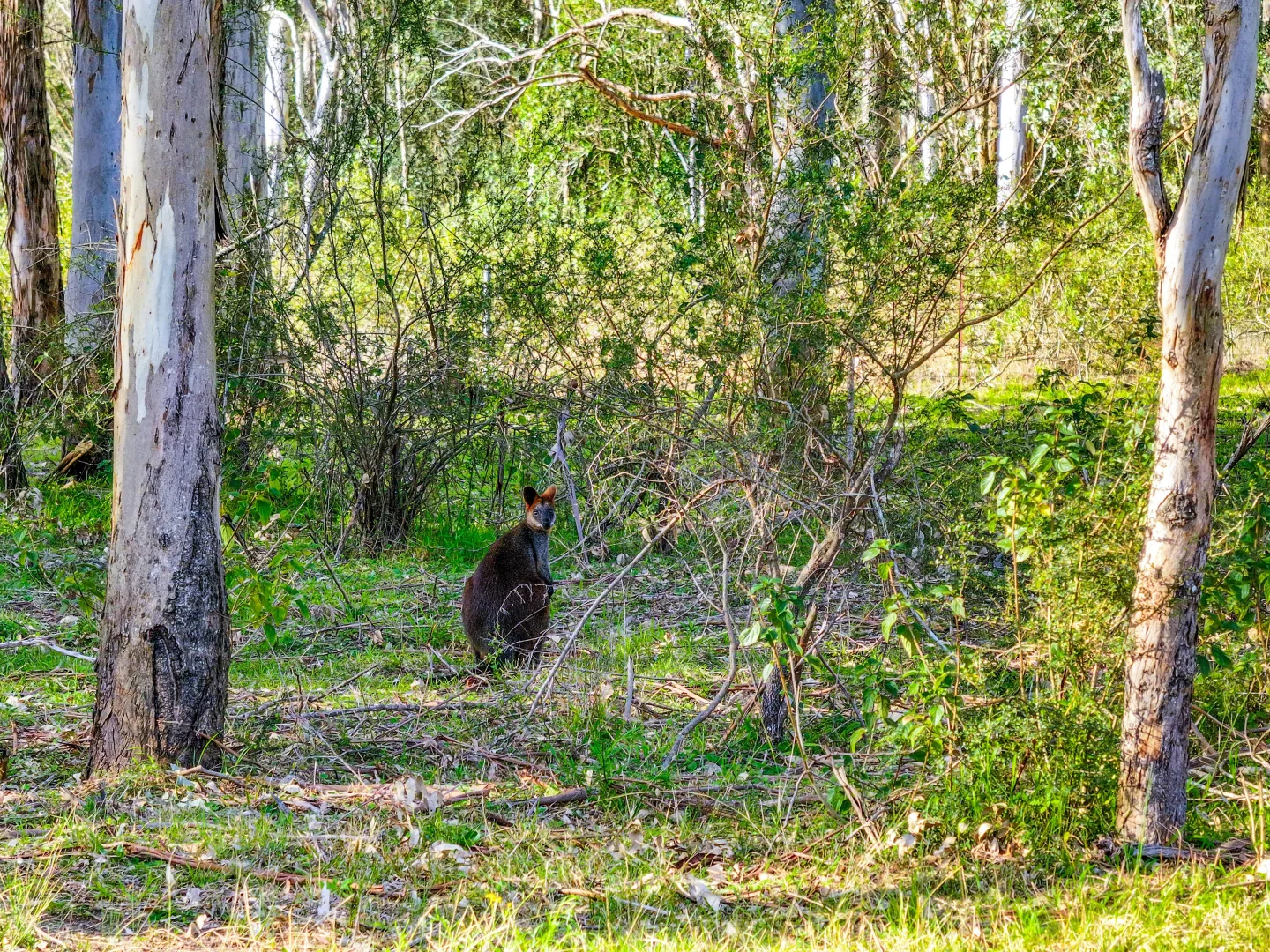 Additional image 10 of 61a - 69a James Street, Wallacia NSW 2745