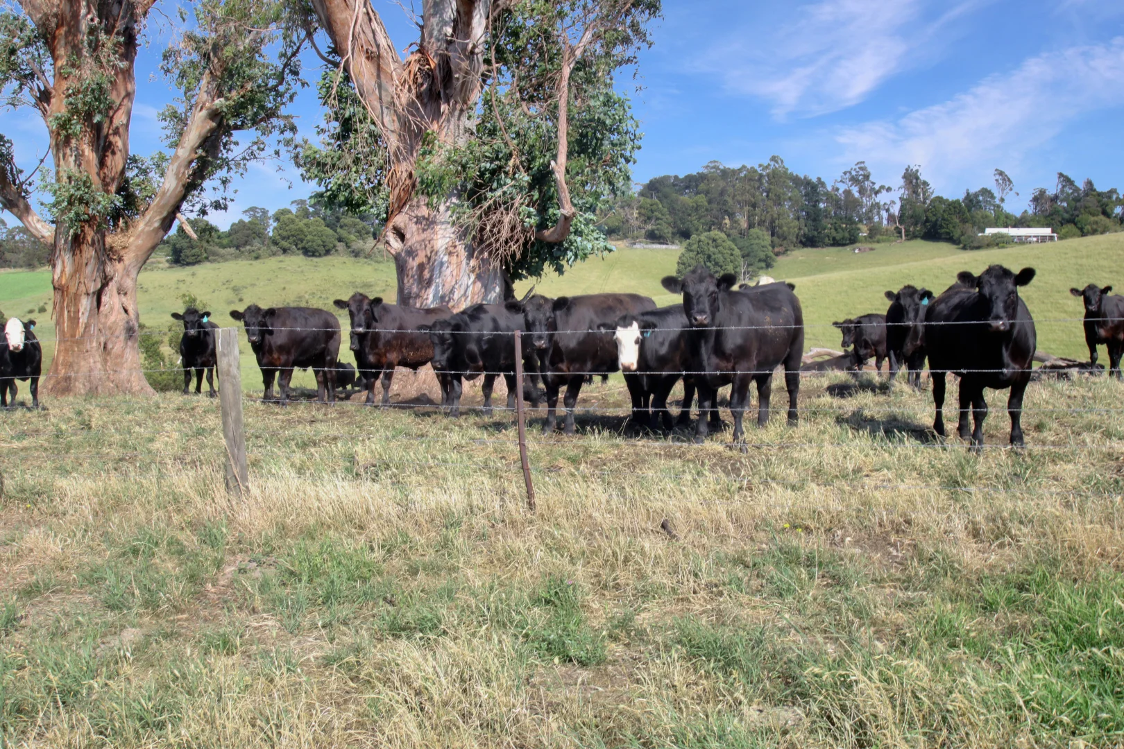 Additional image 19 of 3233 Strzelecki Highway, Mirboo North VIC 3871
