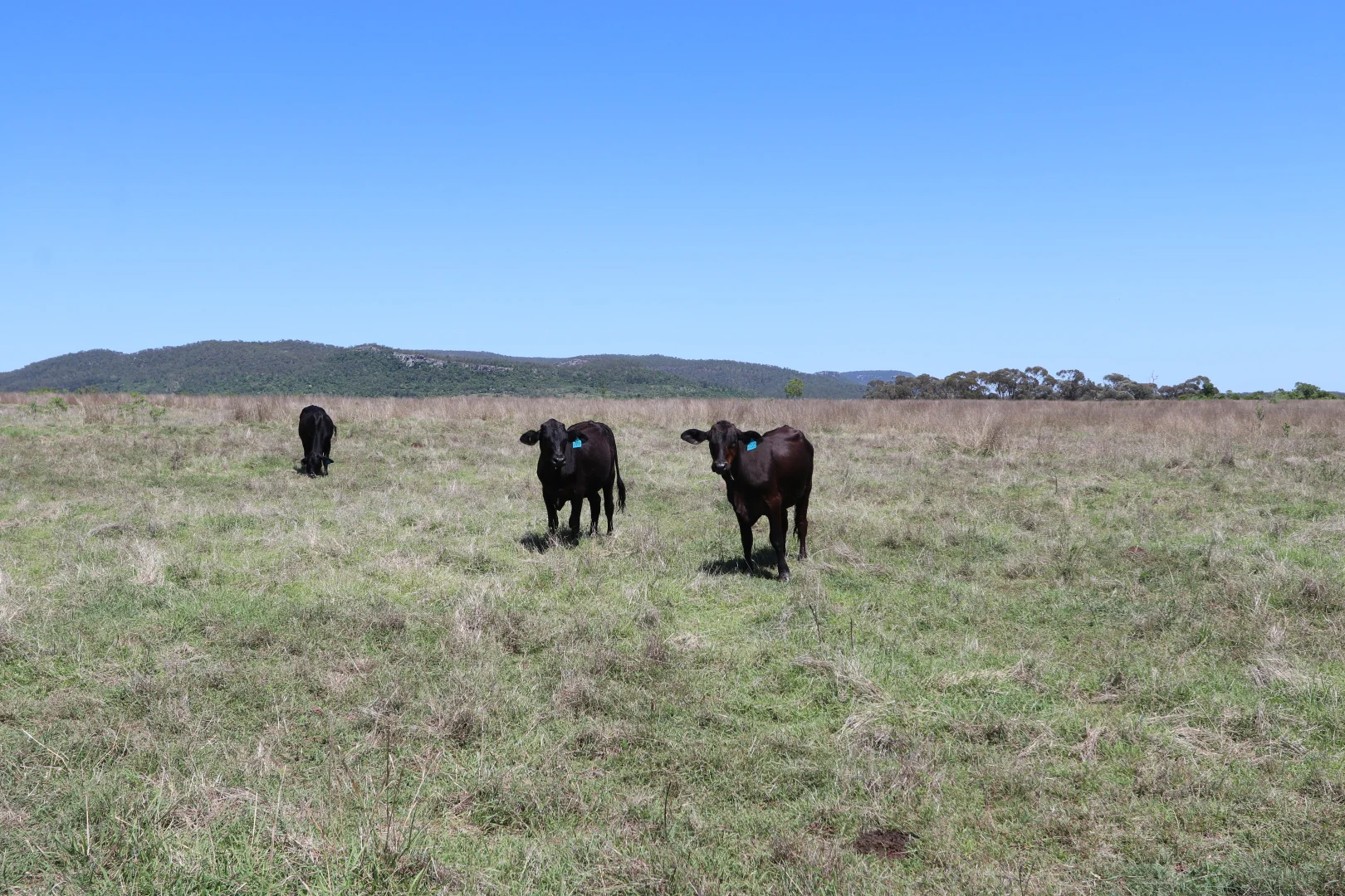 Additional image 4 of 260 Shannen Road, Dalma QLD 4702