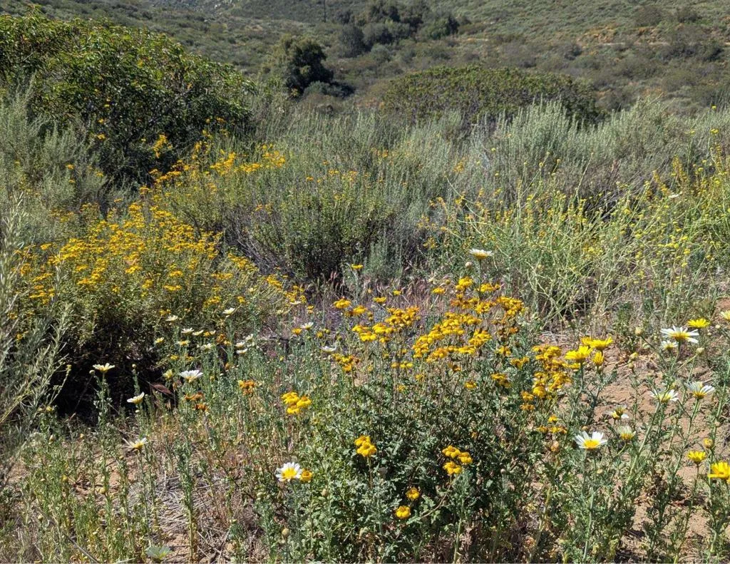 Additional image 89 of 3333 Suncrest Boulevard, El Cajon, CA 92021