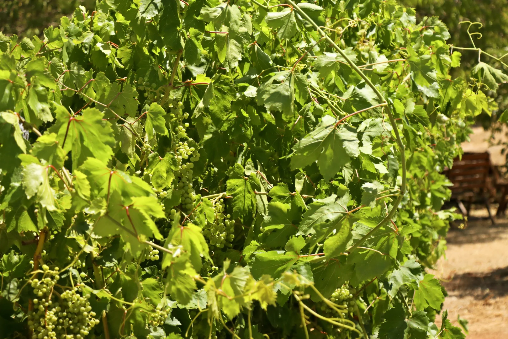 Additional image 21 of 5 Mottram Street, Bridgetown WA 6255