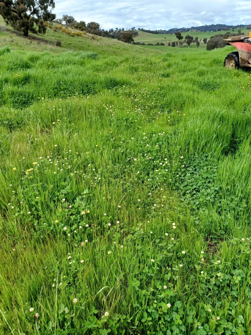 Additional image 13 of 3924 Hume Highway, Tarcutta NSW 2652