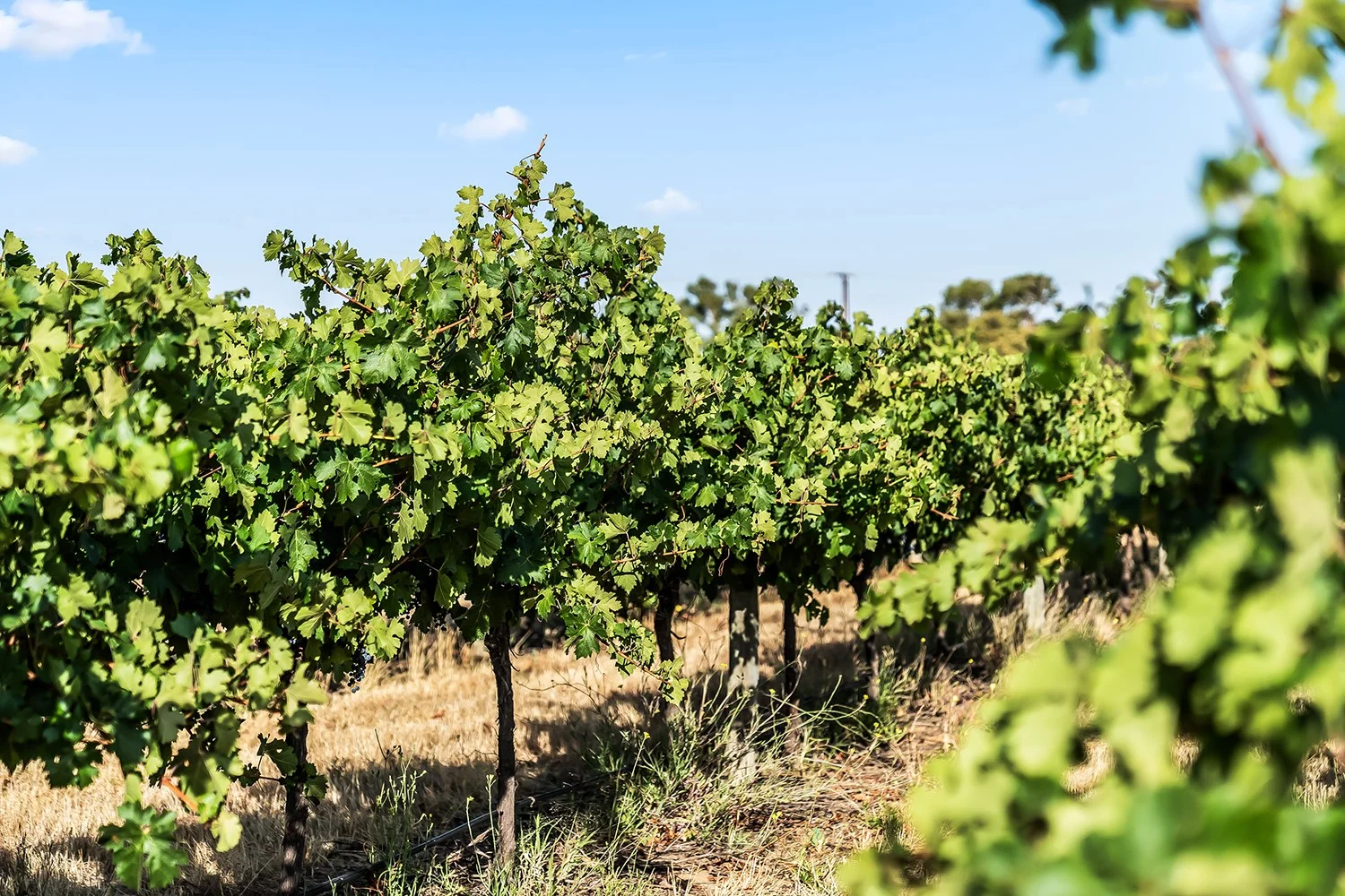 Additional image 12 of 14 Vine Vale Road, Tanunda SA 5352