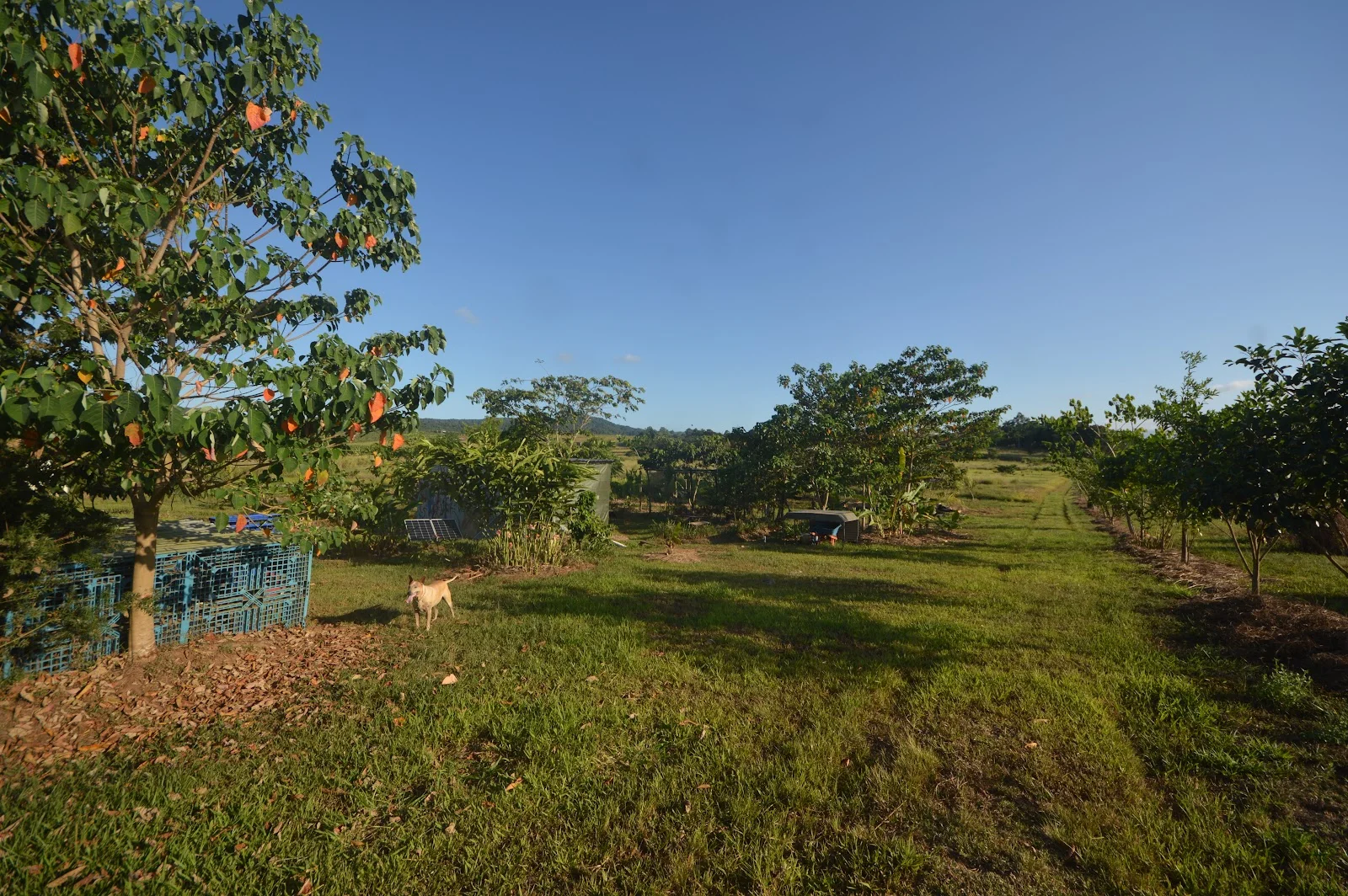 Additional image 16 of 1212 Innisfail Japoon Road, Camp Creek QLD 4871