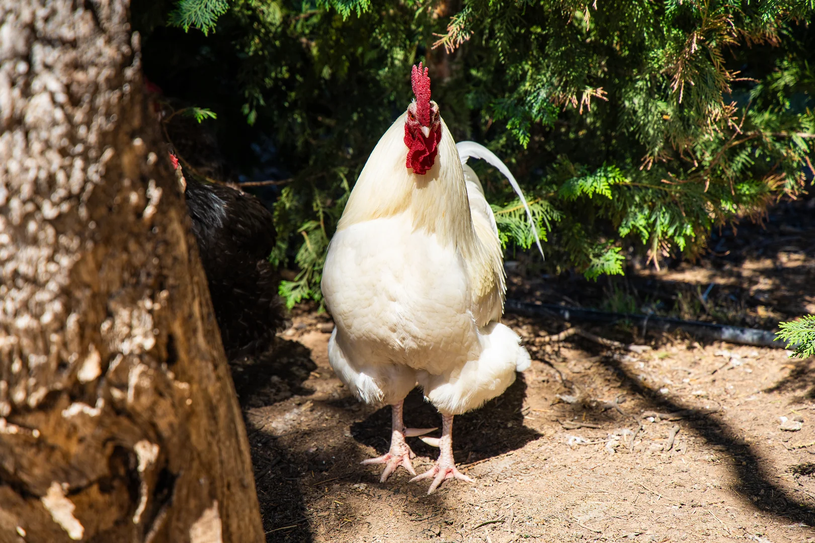 Additional image 39 of 2775 Barton Highway, Murrumbateman NSW 2582