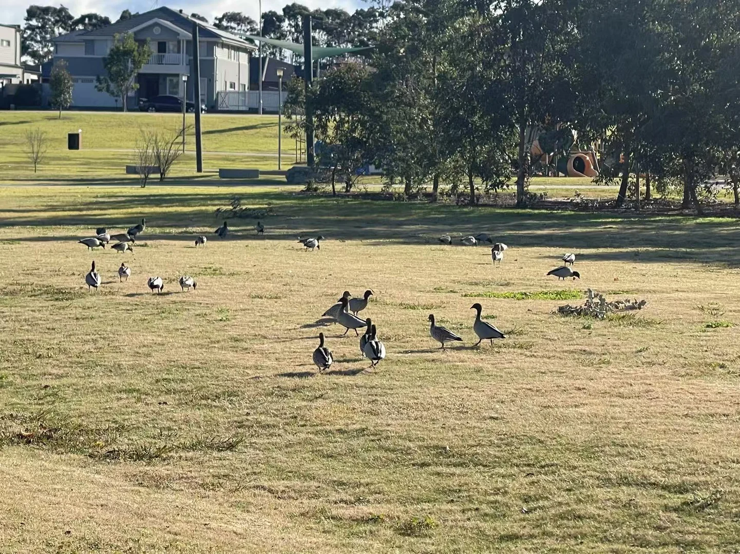 Additional image 7 of Lot 8/215 Macarthur Rd, Spring Farm NSW 2570