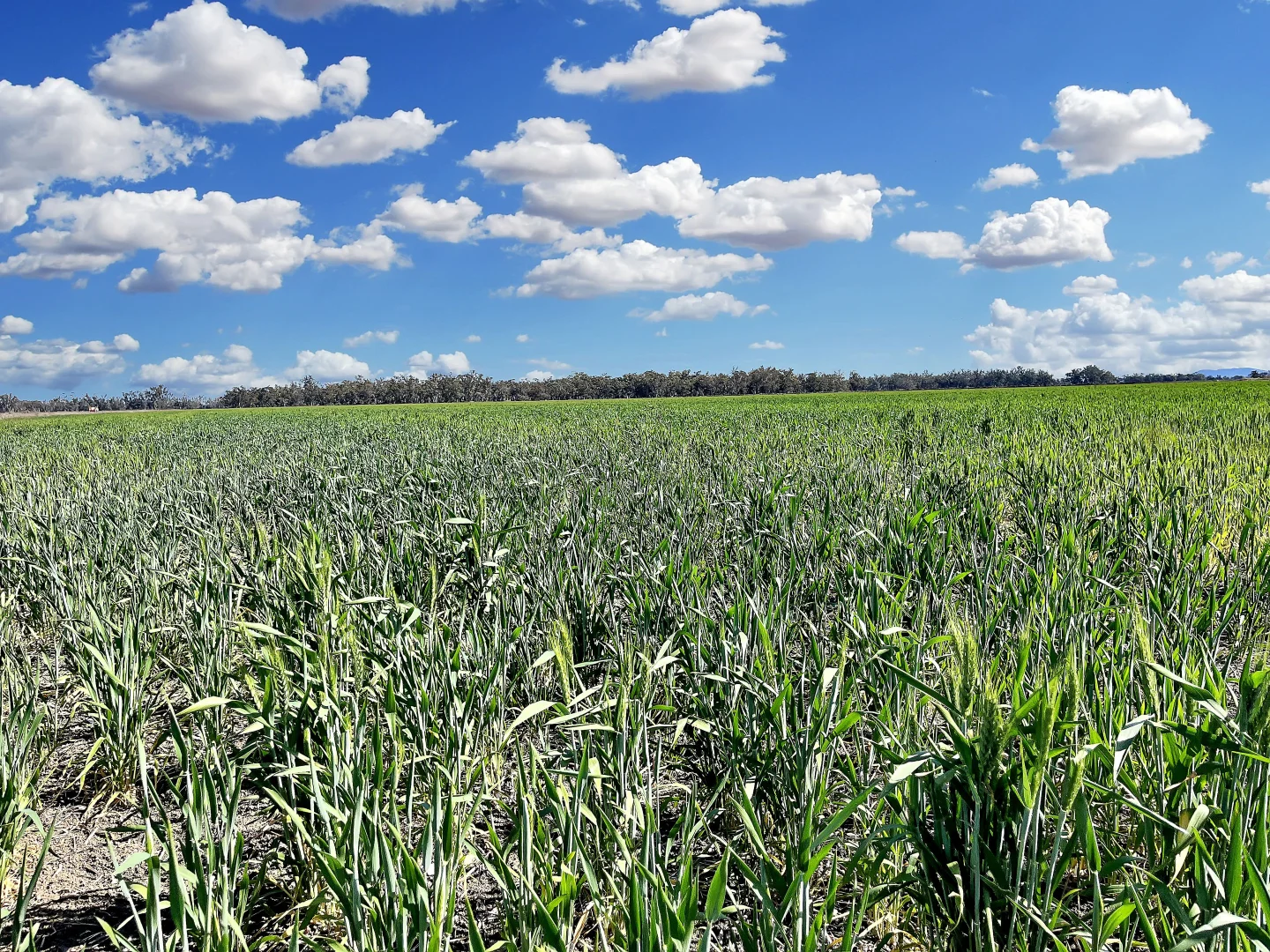 Additional image 27 of 4005 Lachlan Valley Way, Forbes NSW 2871