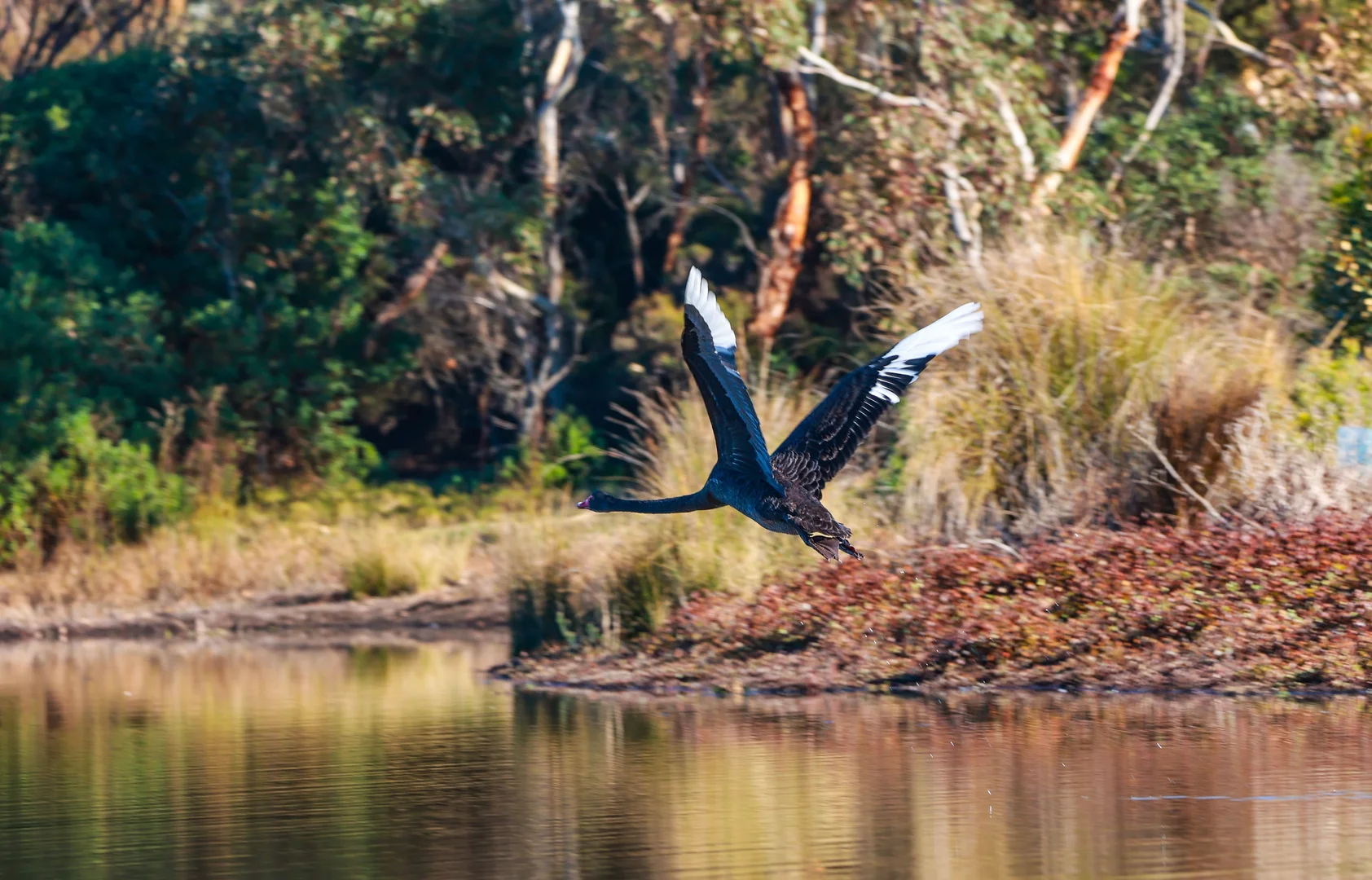 Additional image 13 of 14 Sun Orchid Drive, Chiton SA 5211