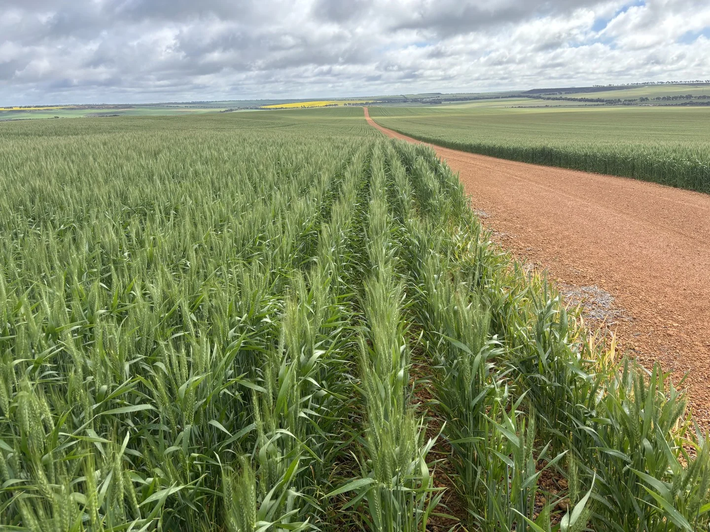 1396 Tabletop Road, Mount Horner WA 6525