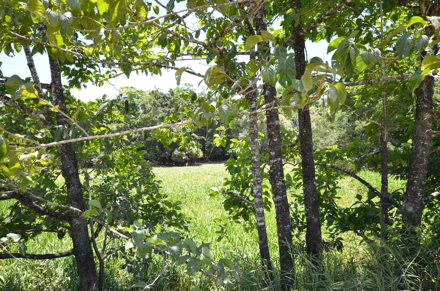 Additional image 12 of Lot 9&10 Kruckow Road, East Russell QLD 4861