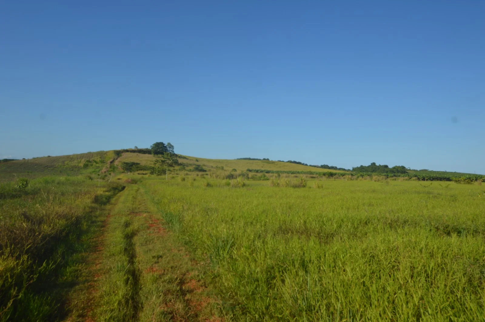 Additional image 5 of 1212 Innisfail Japoon Road, Camp Creek QLD 4871