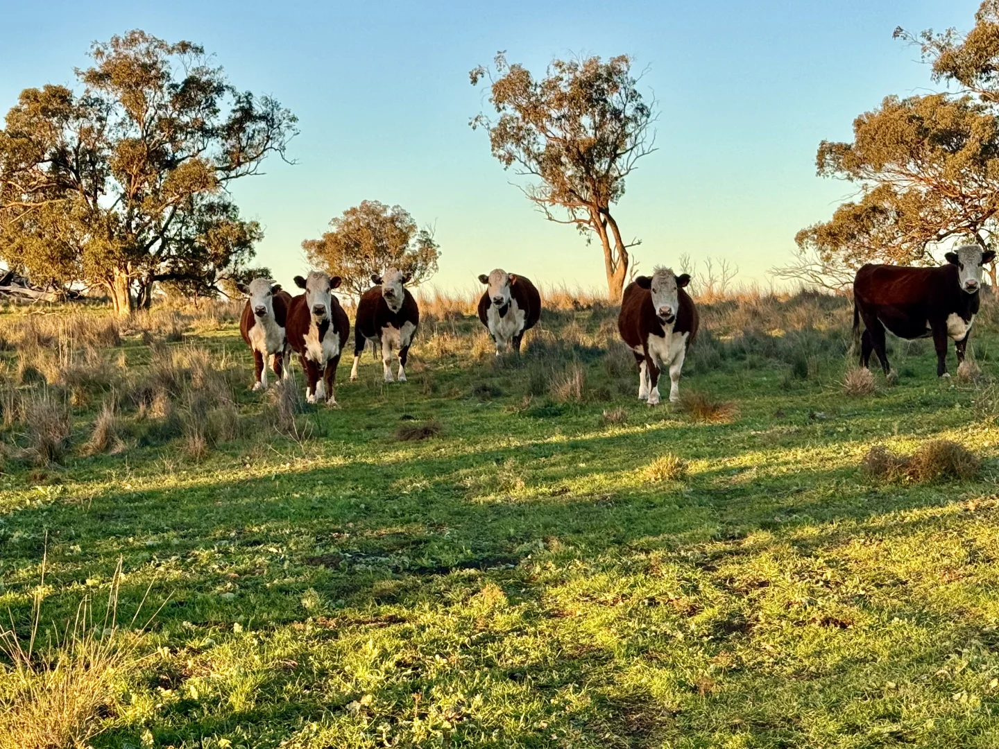 Additional image 6 of "Jemalong" 263 Collier Road, Coolah NSW 2843