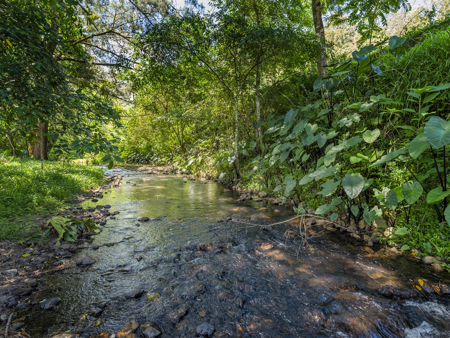 Additional image 32 of 650 Darkwood Road, Thora NSW 2454