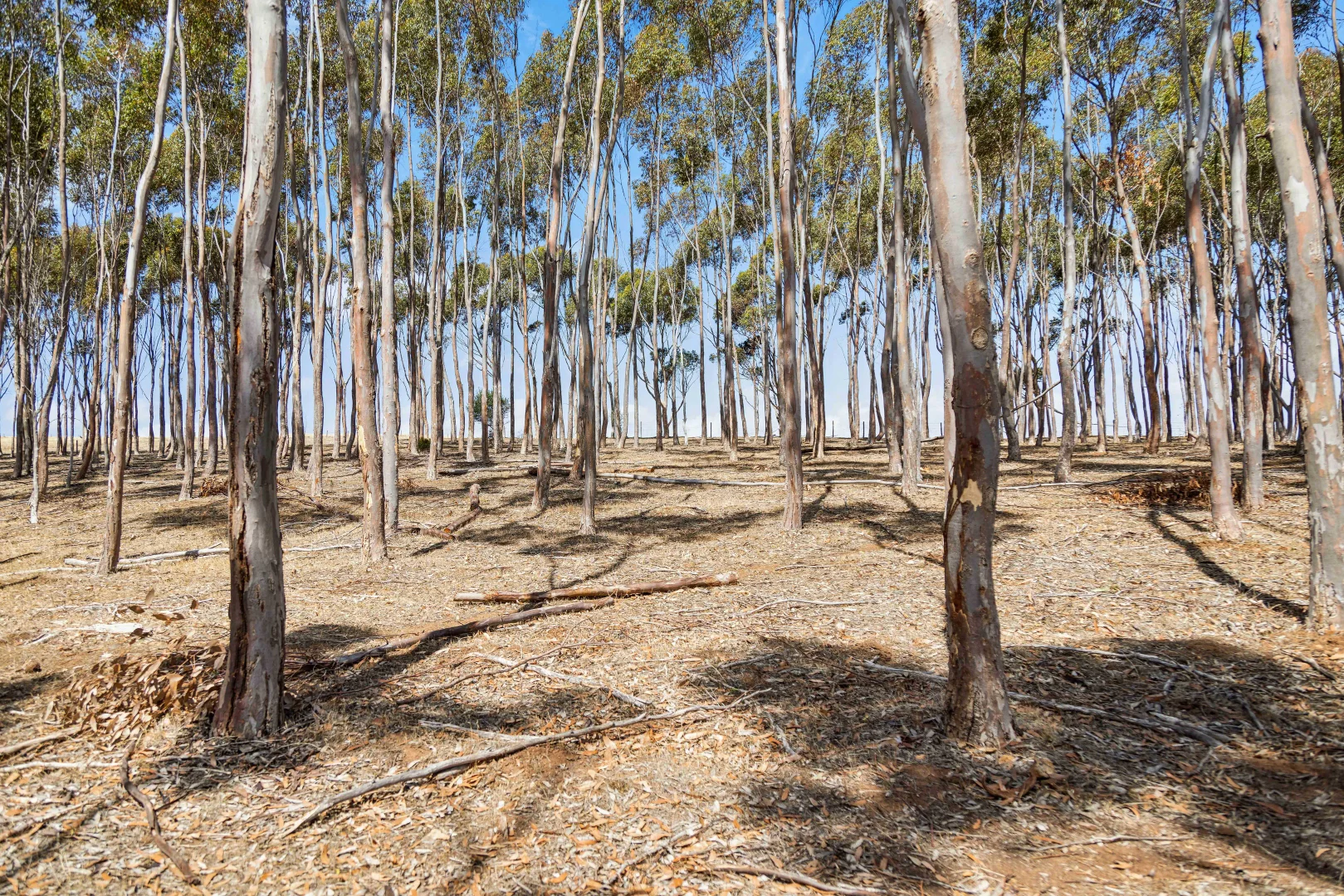 Additional image 21 of 97 Milhinch Road, Carrickalinga SA 5204