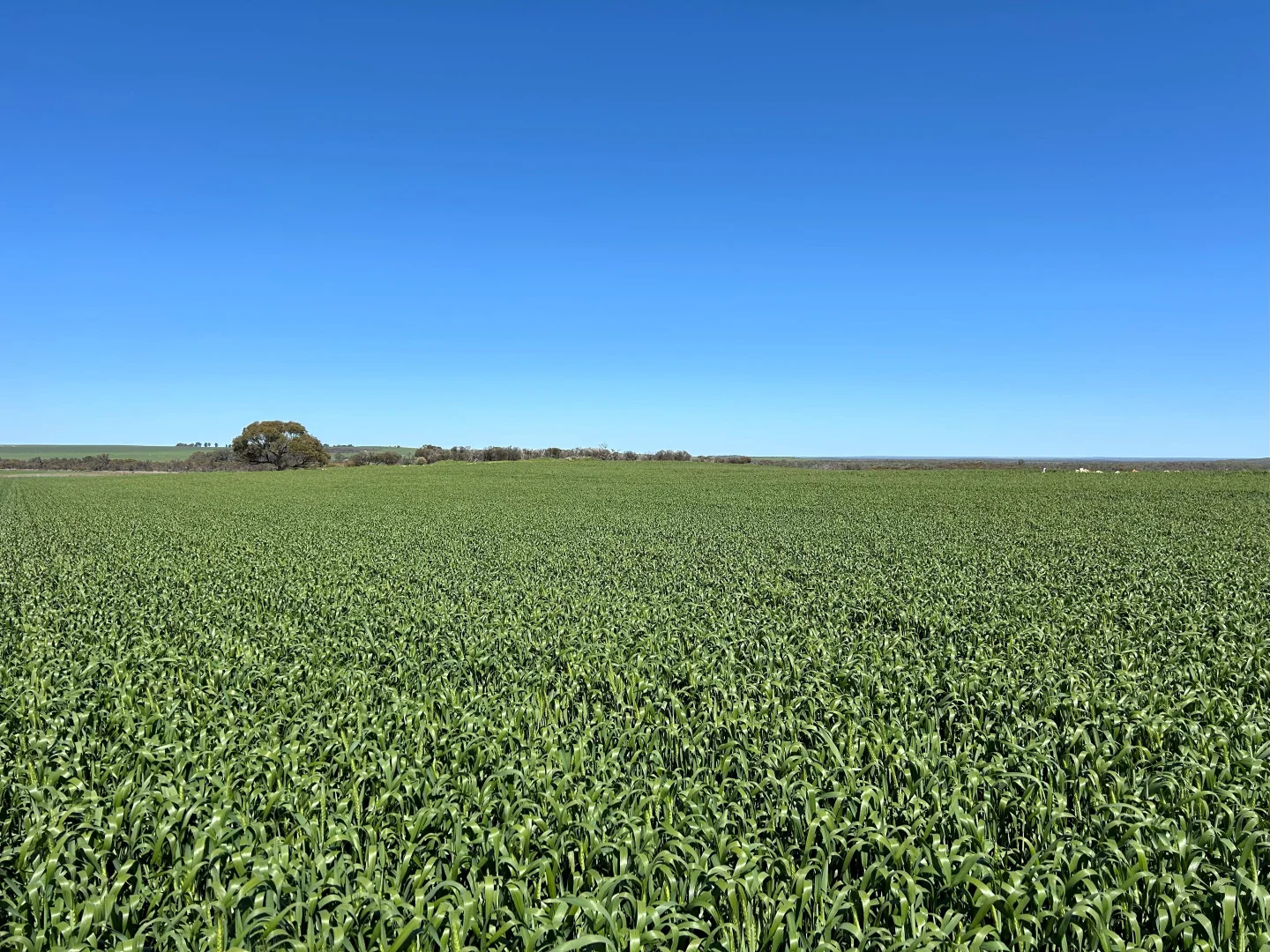 Additional image 30 of Midlands Road, Marchagee WA 6515