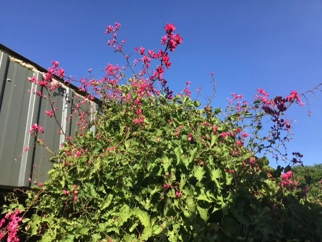 Additional image 3 of 53 Hilary Street, The Gap QLD 4825