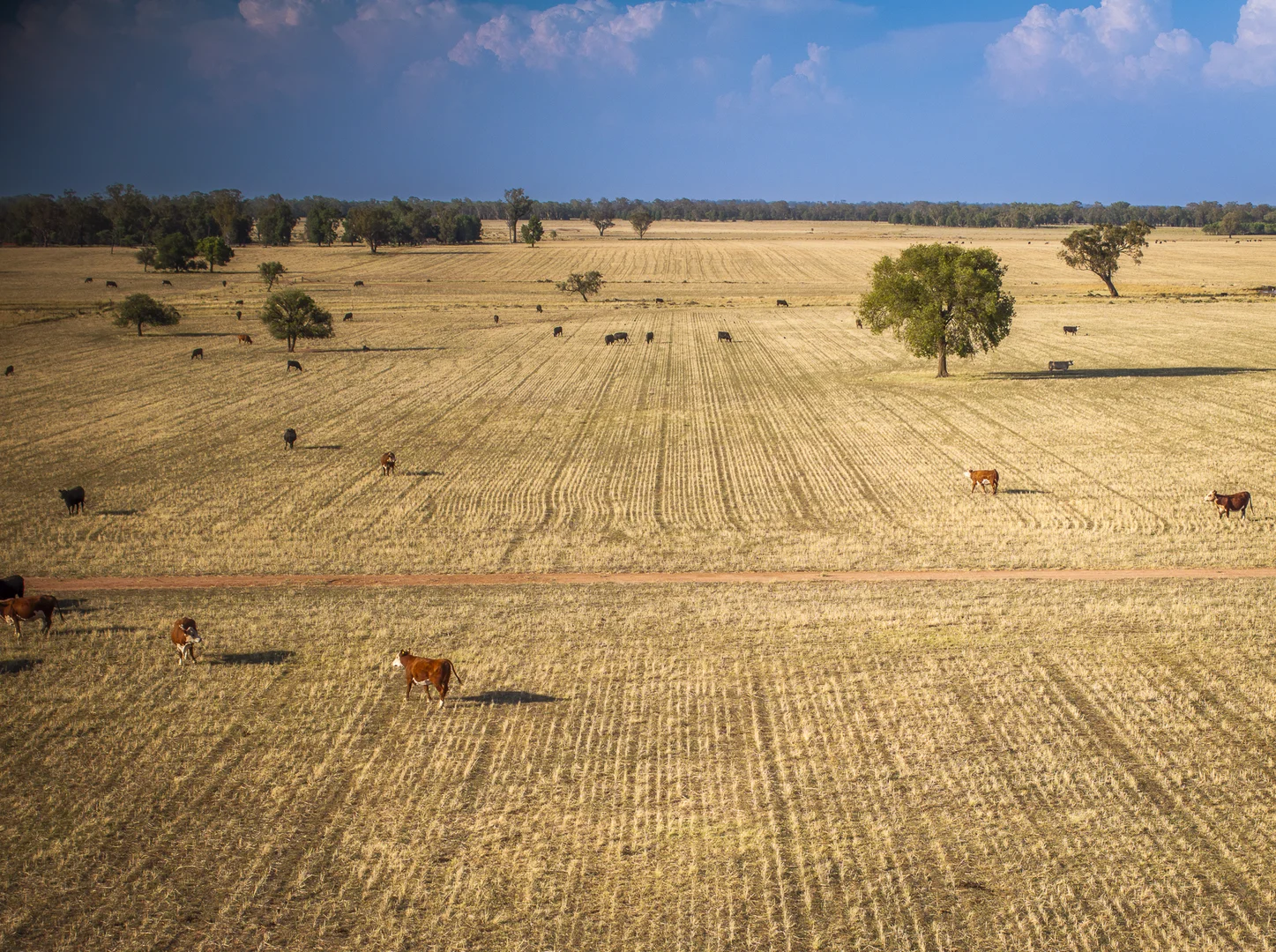 Additional image 13 of Mentone 1521 Bruie Plains Road, Trundle NSW 2875