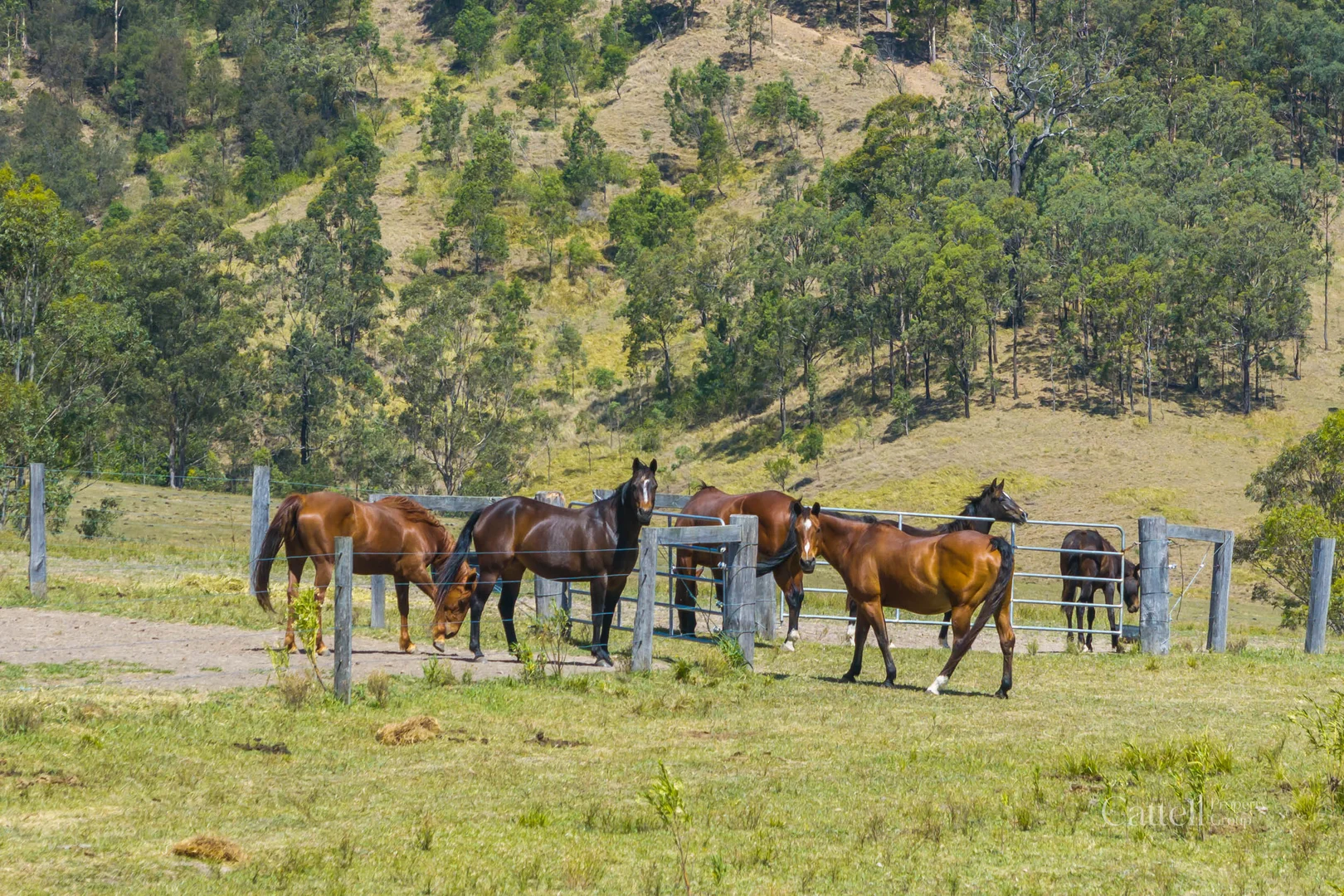 Additional image 32 of 60 Blue Bonnett Road, Lambs Valley NSW 2335