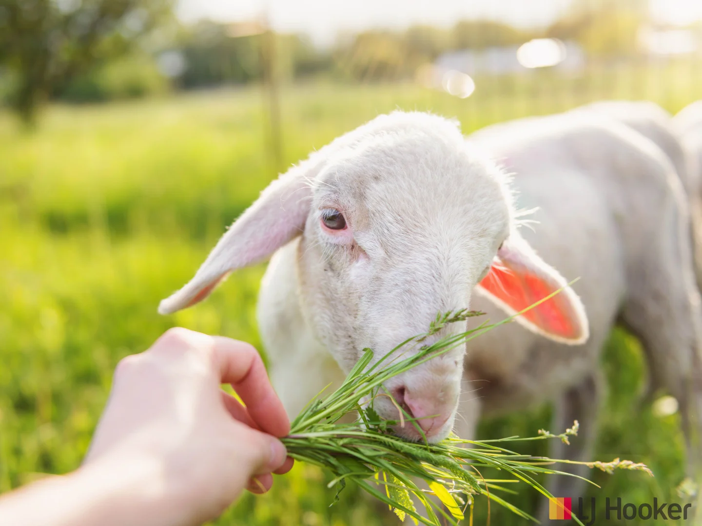 Additional image 21 of 1053-1055 Princes Highway, Mogo NSW 2536