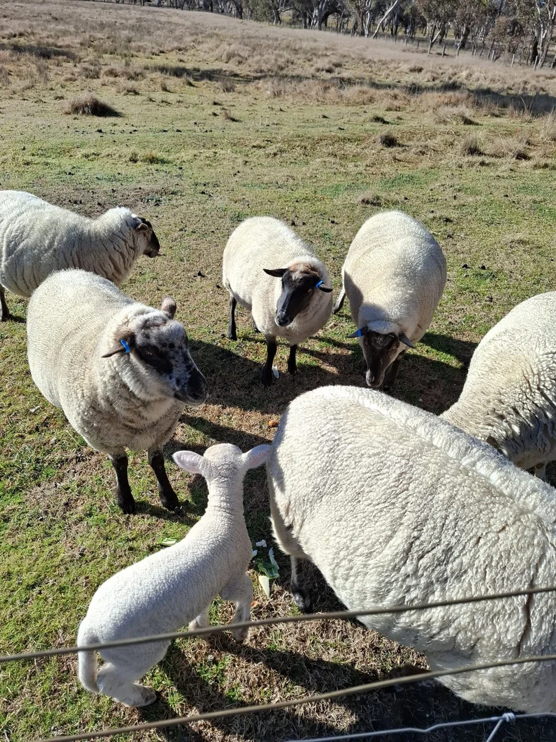 Additional image 24 of 1254 Nant Park Road, Deepwater NSW 2371