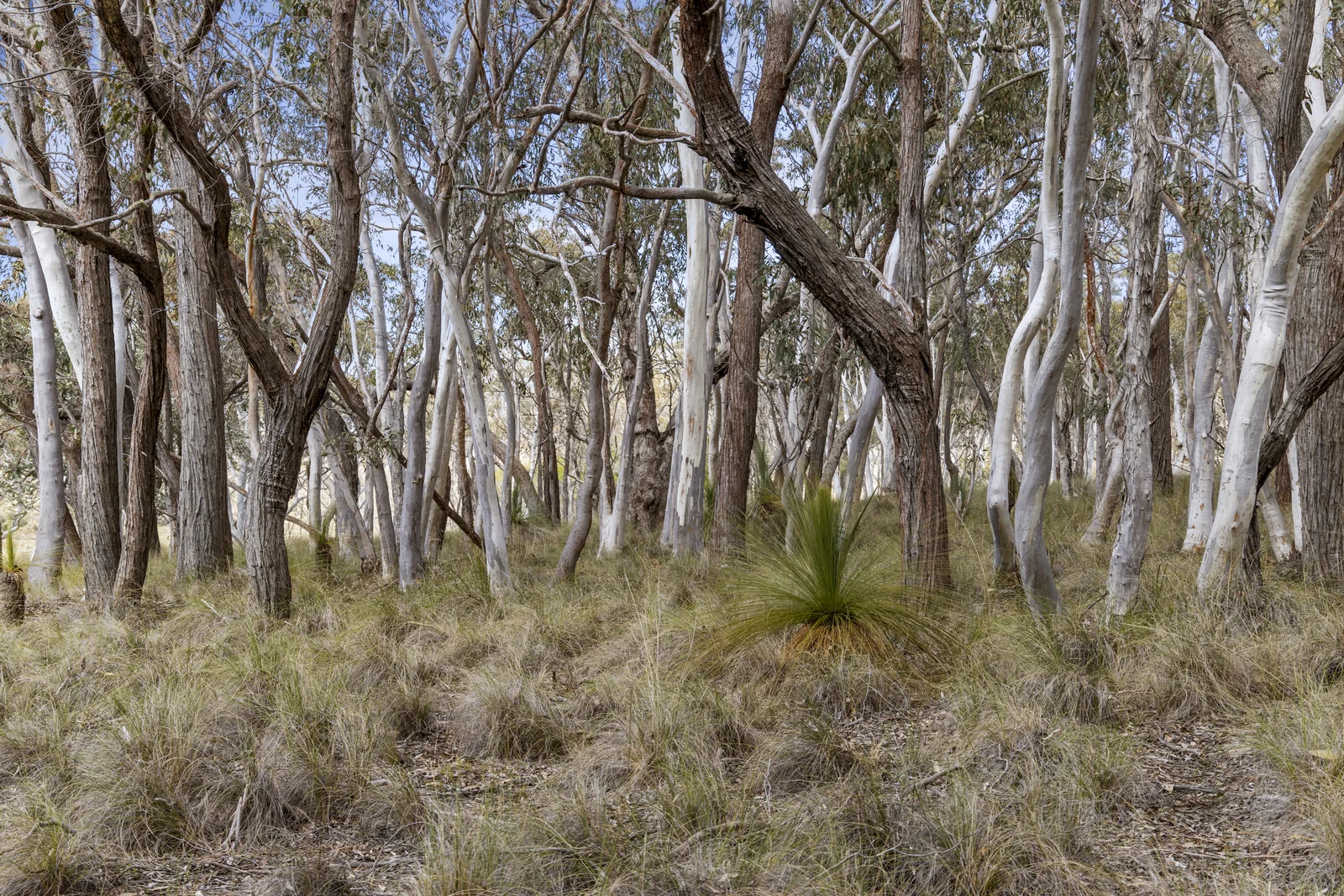 Additional image 27 of 512 Dicks Creek Road, Nanima NSW 2582