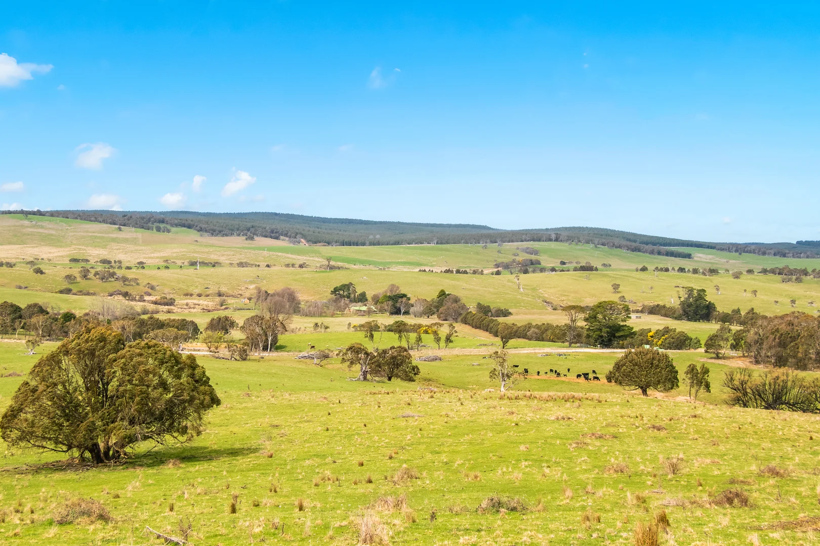 Additional image 22 of 171 Big Flat Road, Bombala NSW 2632