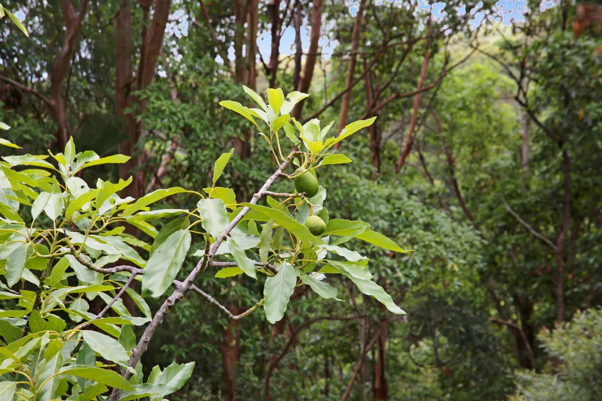 Additional image 19 of 138 Araluen Road, Tallebudgera Valley QLD 4228