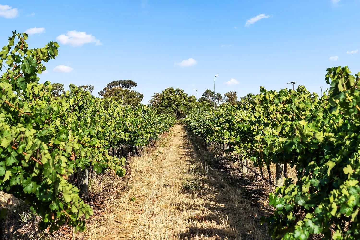 Additional image 11 of 14 Vine Vale Road, Tanunda SA 5352