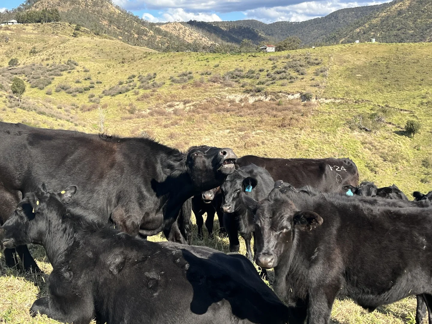 Additional image 11 of 1679 Ingoldsby Road, Ingoldsby QLD 4343