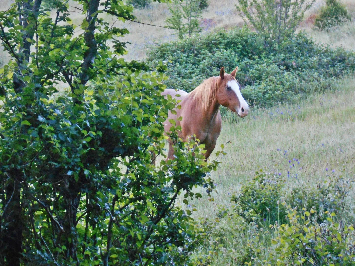 Additional image 19 of 30 Hanley & Moon Street, Gundagai NSW 2722