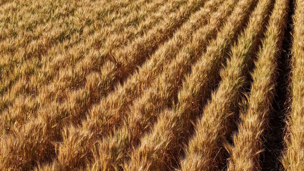 Additional image 5 of 128 Berida-Bullagreen Road, Collie NSW 2827