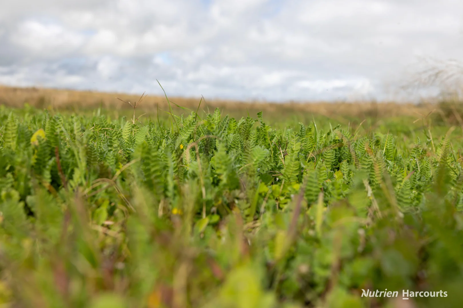 Additional image 7 of 1463 Savage Road, Neridup WA 6450