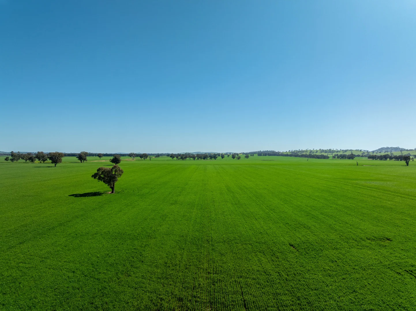 Additional image 25 of 484 Merri Meric Road, Henty NSW 2658